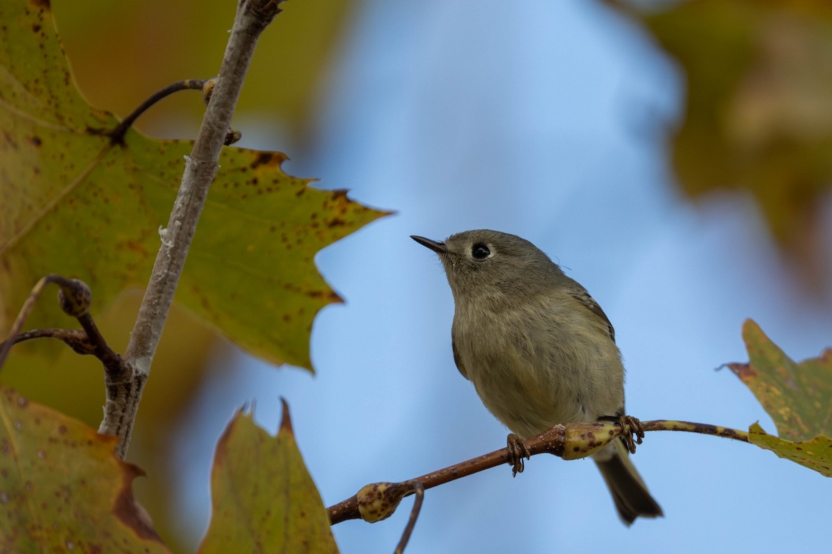 Рубиноголовый королёк - ML645937620