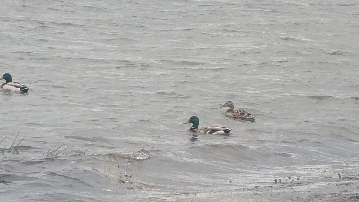 Кряква - ML645937621