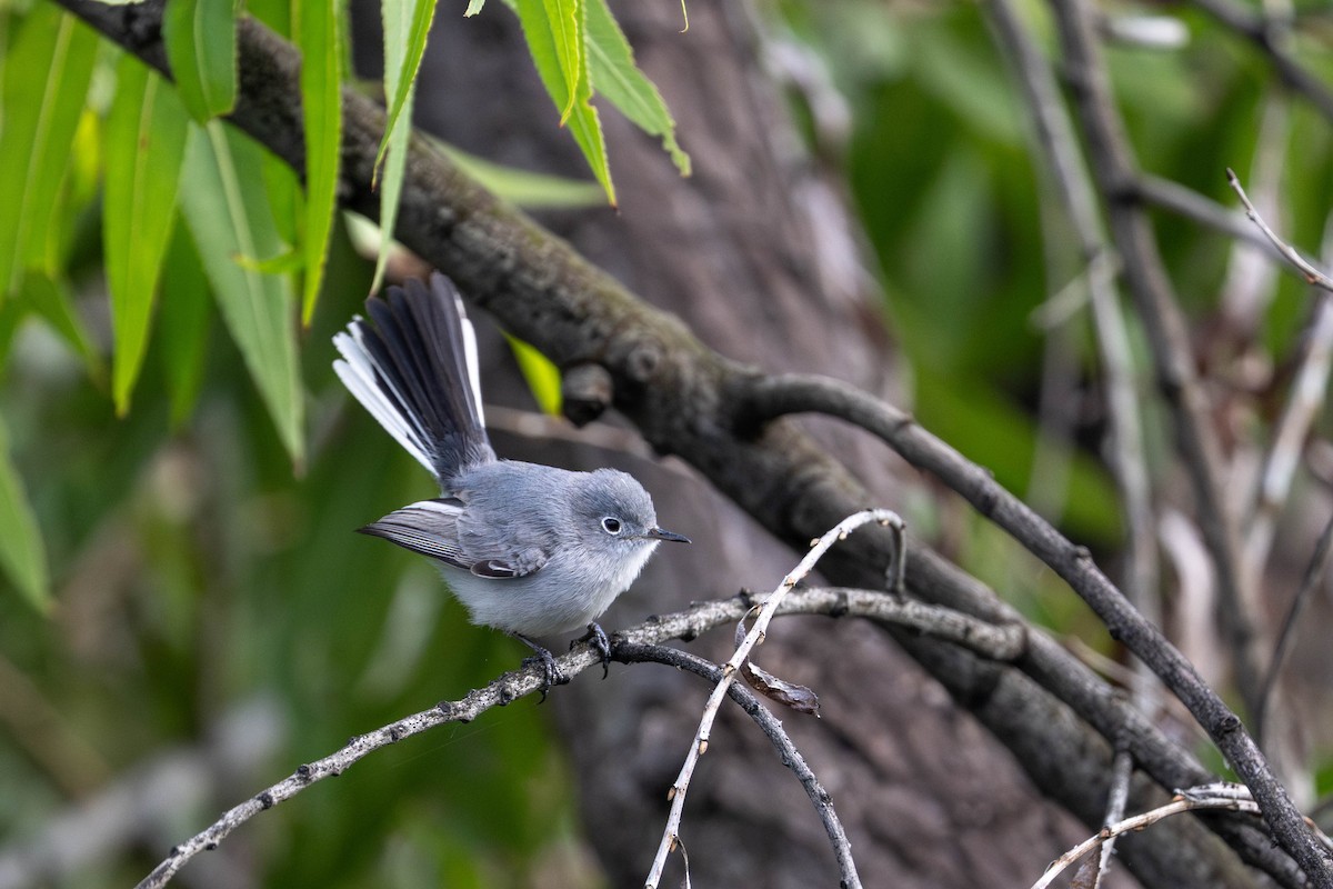 Голубая комароловка - ML645937624
