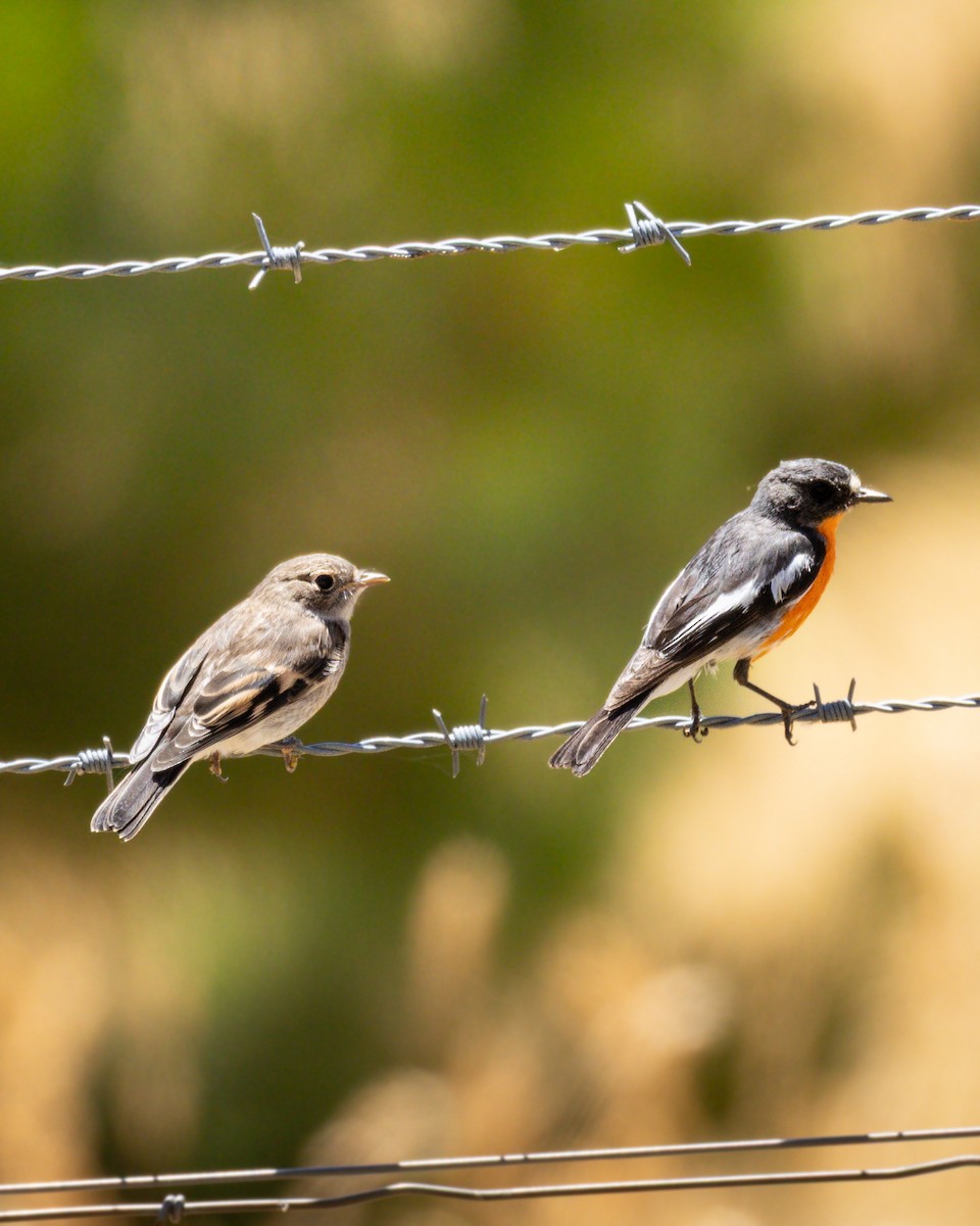 Flame Robin - ML645937629