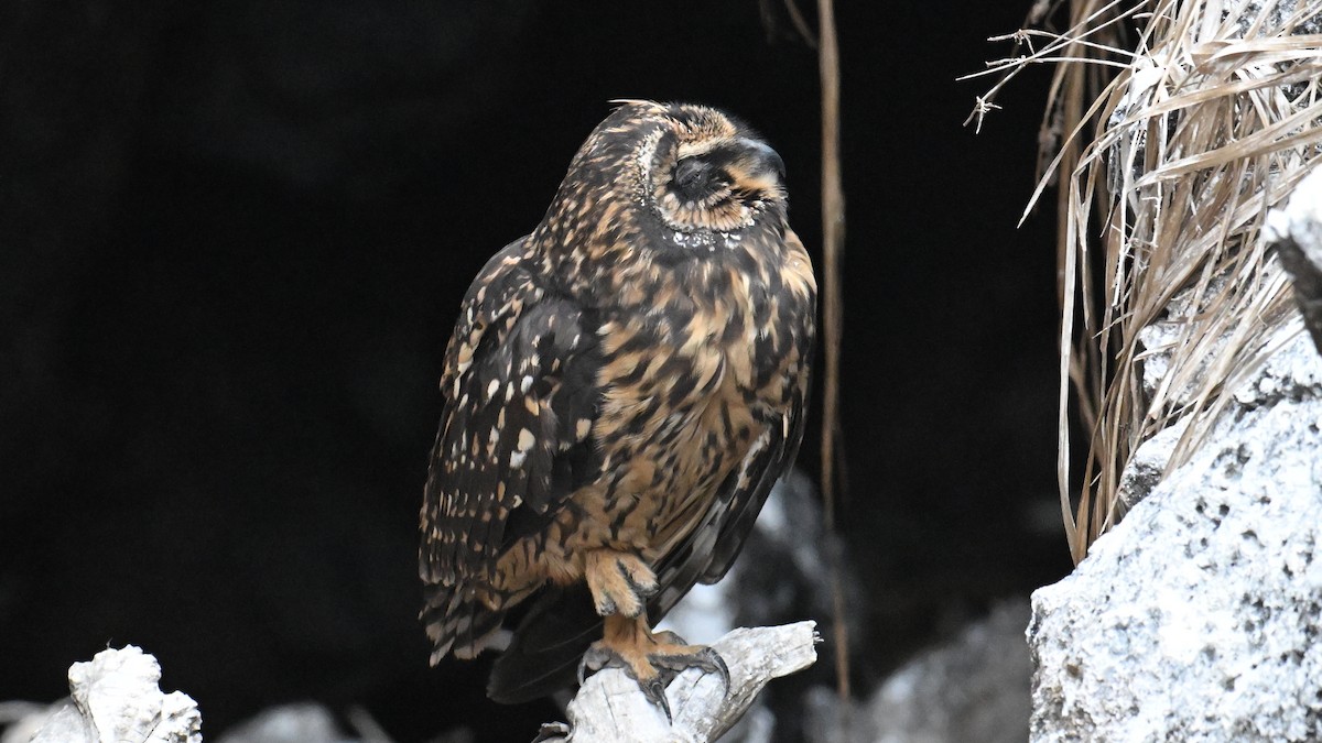 Zingira-hontza (galapagoensis) - ML645937632