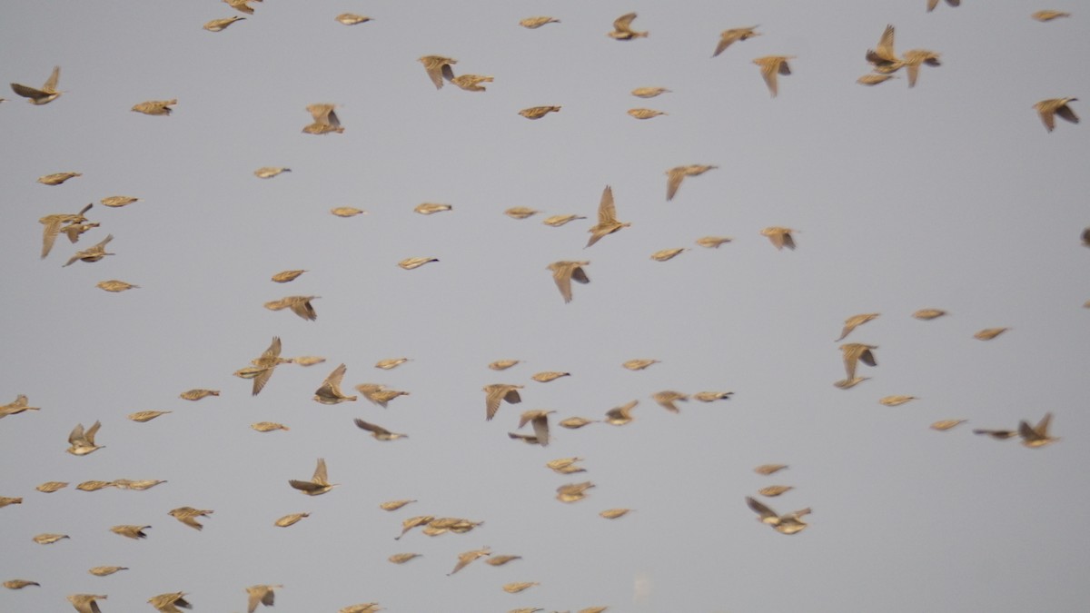 Alouette de Sykes - ML645937636