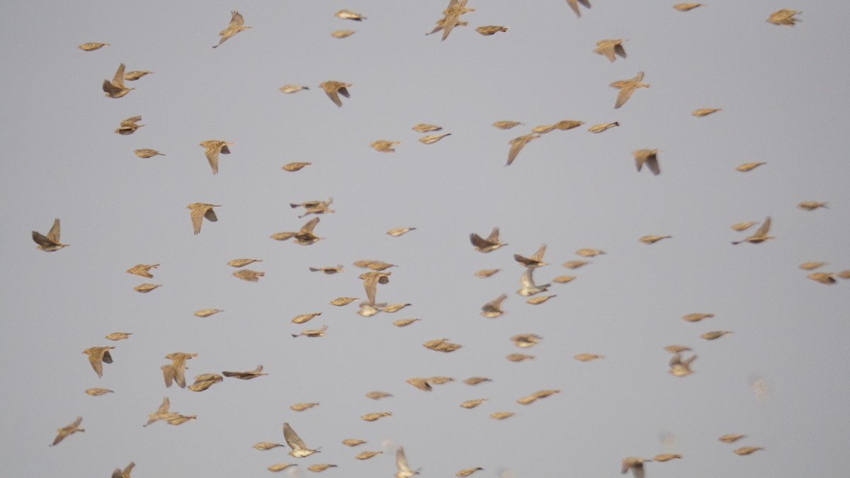 Alouette de Sykes - ML645937637