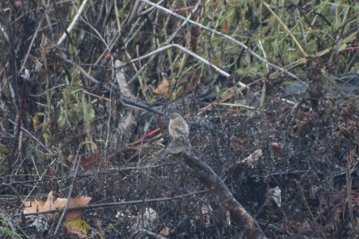 European Stonechat - ML645937643