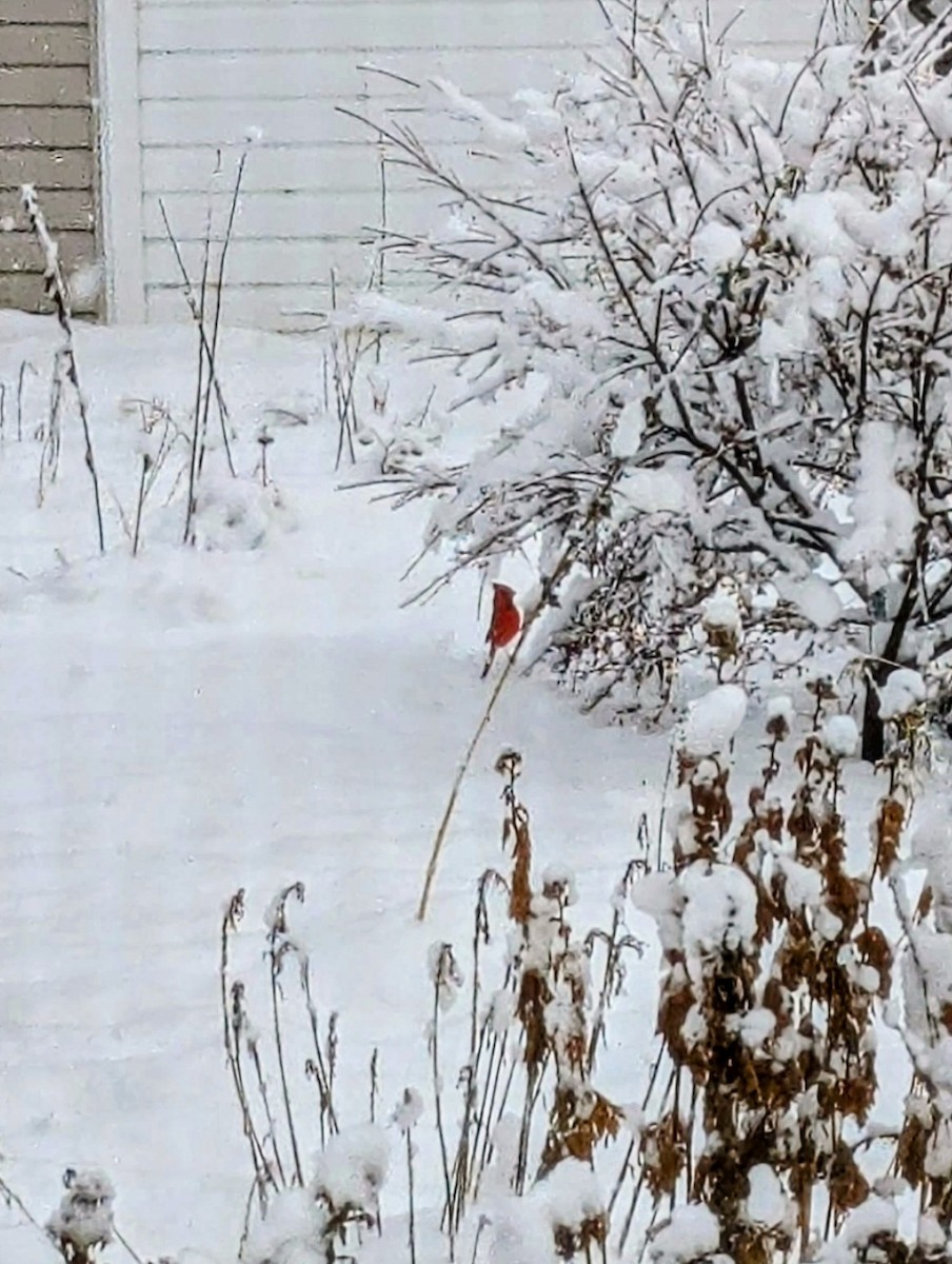 Northern Cardinal - ML645937644