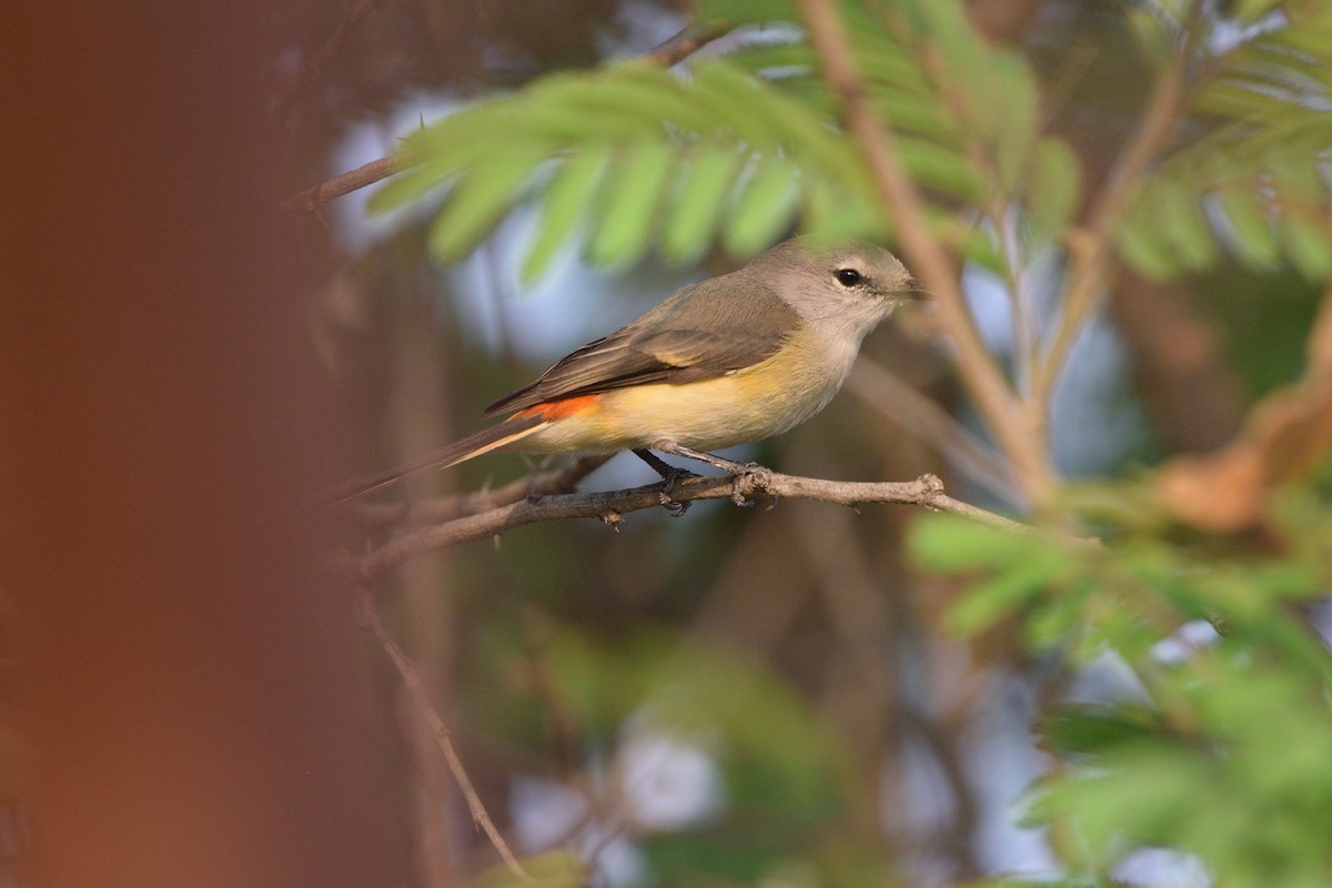 Zwergmennigvogel - ML645937646