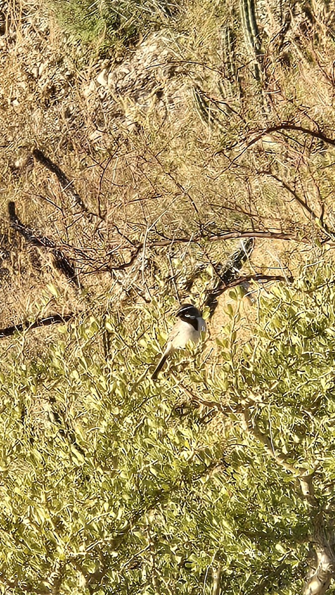 Black-throated Sparrow - ML645937649