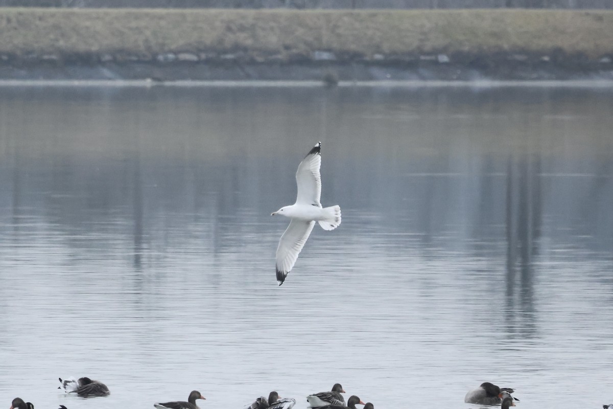 Caspian Gull - ML645937659