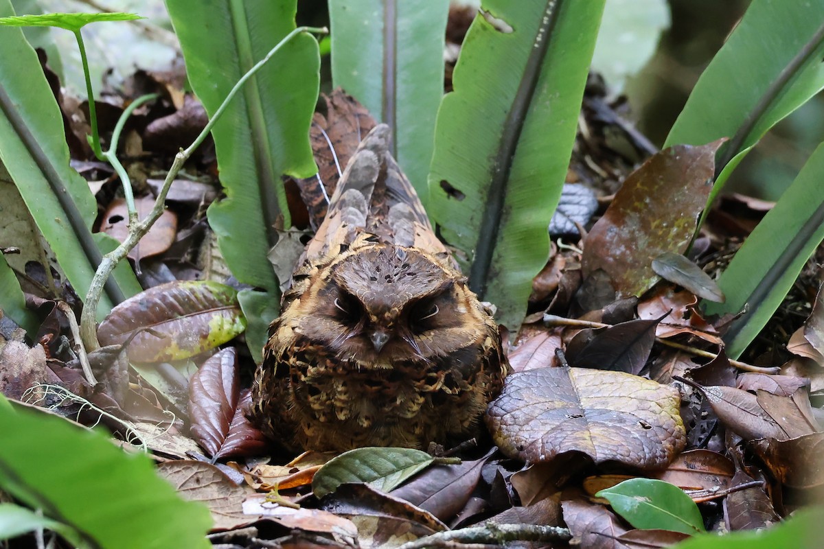 Collared Nightjar - ML645937660