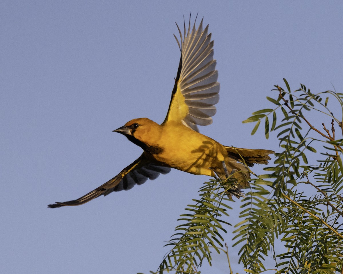 Altamira Oriole - ML645937665
