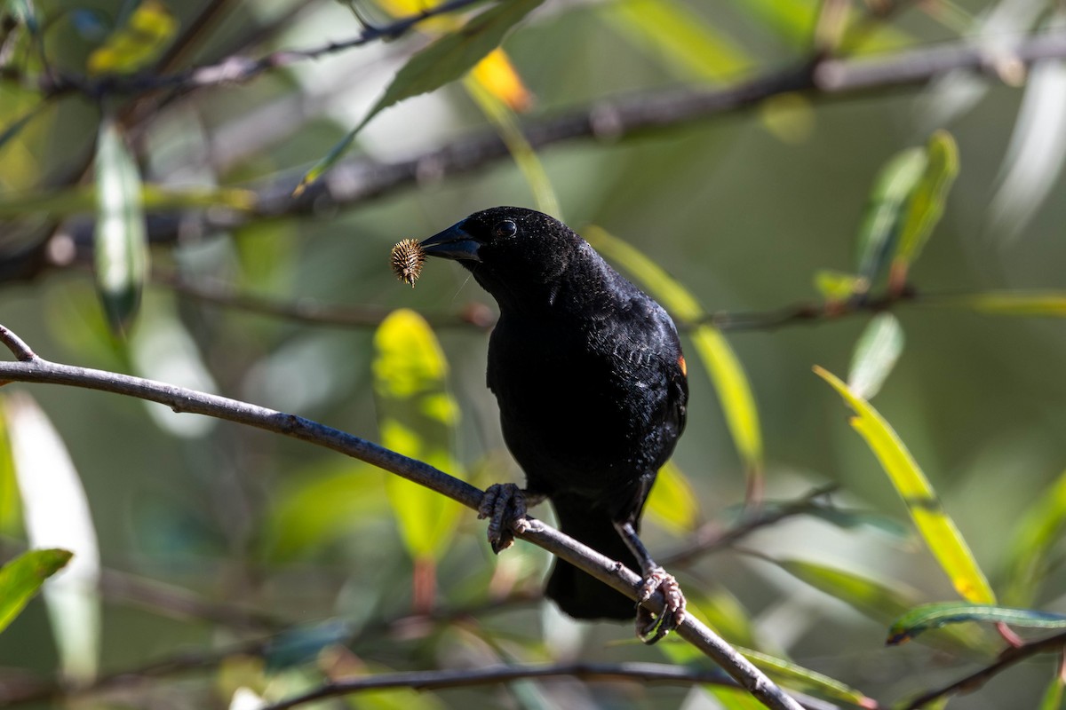 Red-winged Blackbird - ML645937683