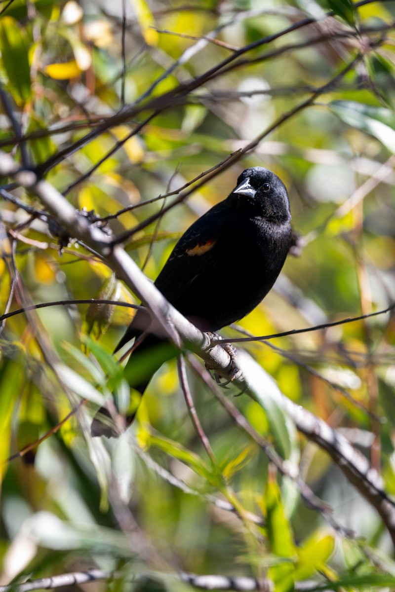 Red-winged Blackbird - ML645937684