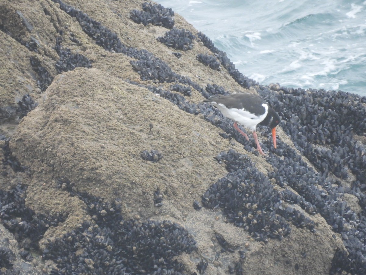 Eurasian Oystercatcher - ML645937686