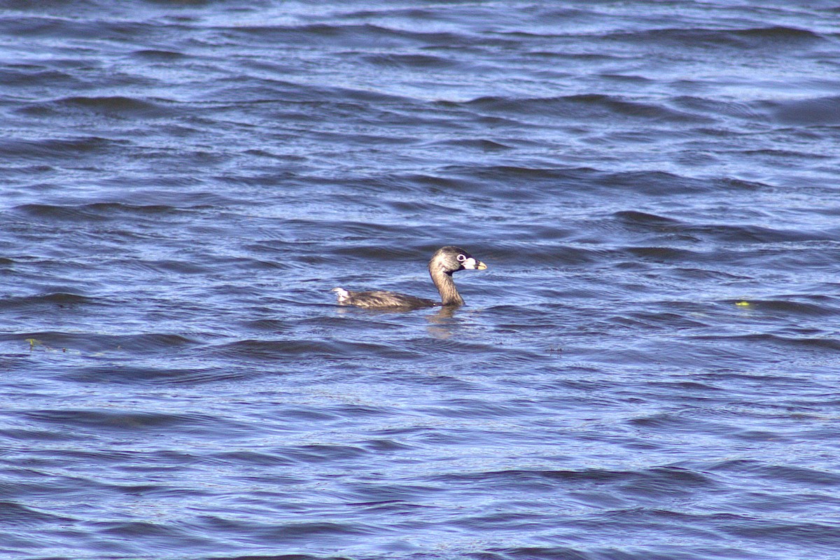 Pied-billed Grebe - ML645937695