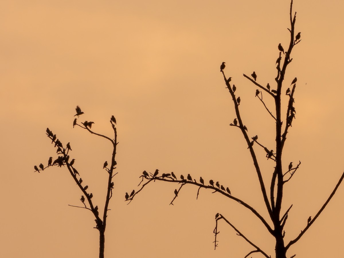 Chestnut-tailed Starling - ML645937696