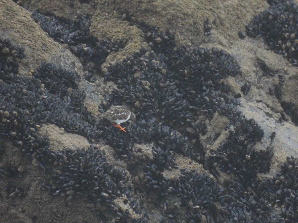 Ruddy Turnstone - ML645937698