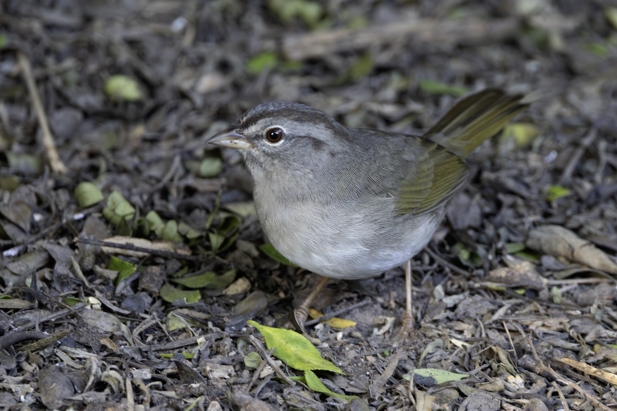 Olive Sparrow - ML645937699