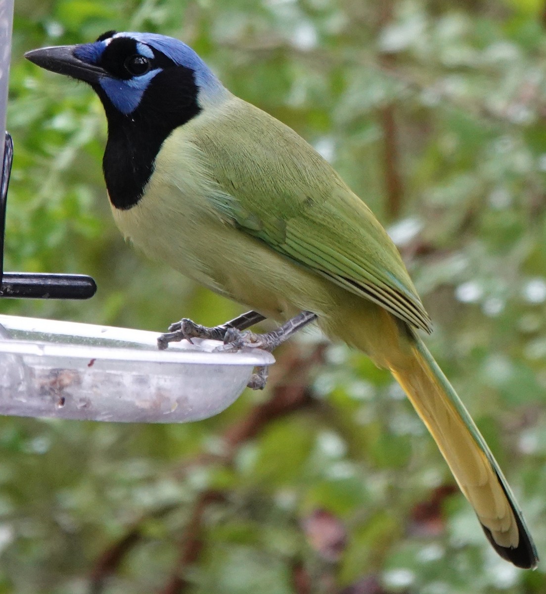 Green Jay - ML645937700