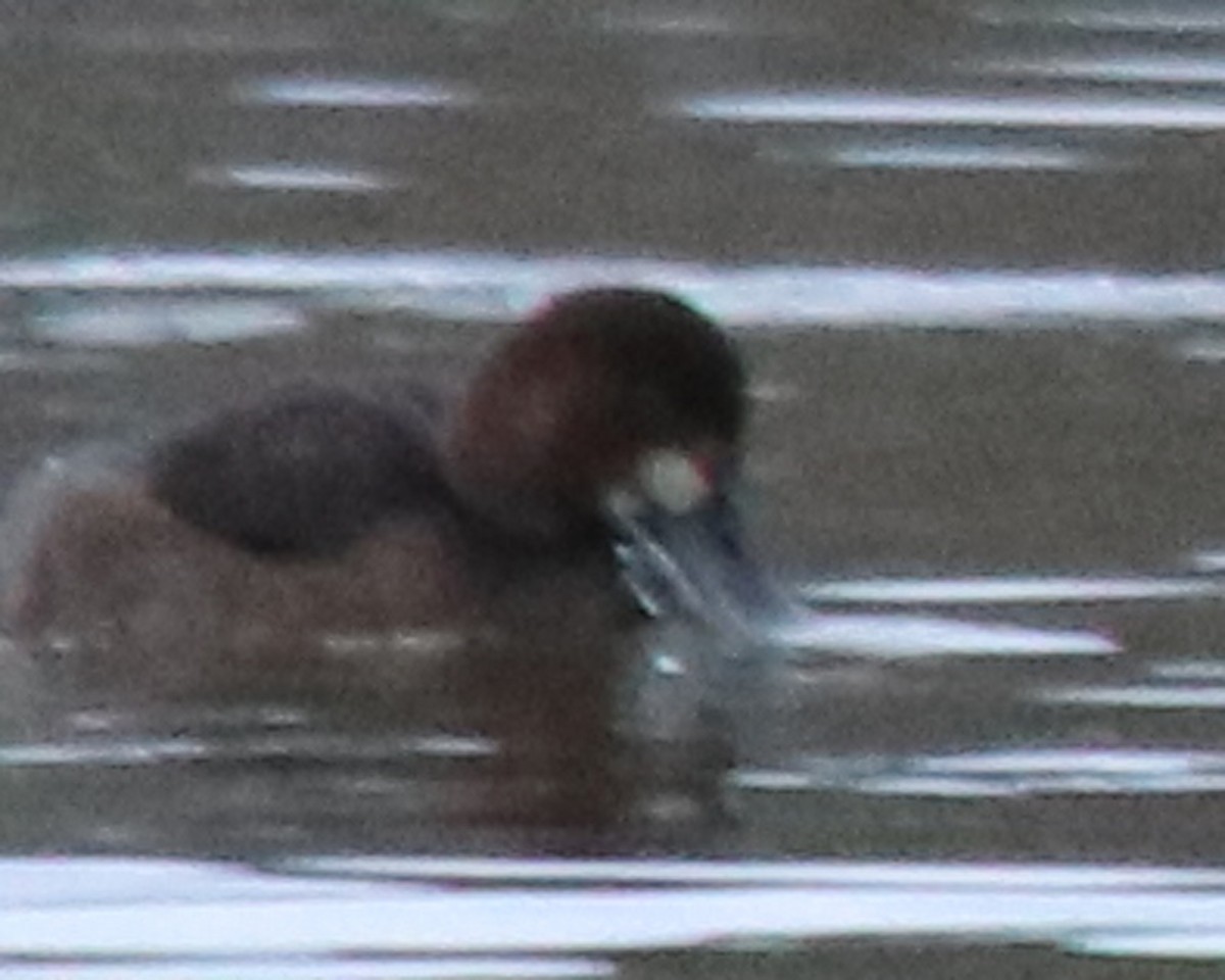 Common Goldeneye - ML645937701