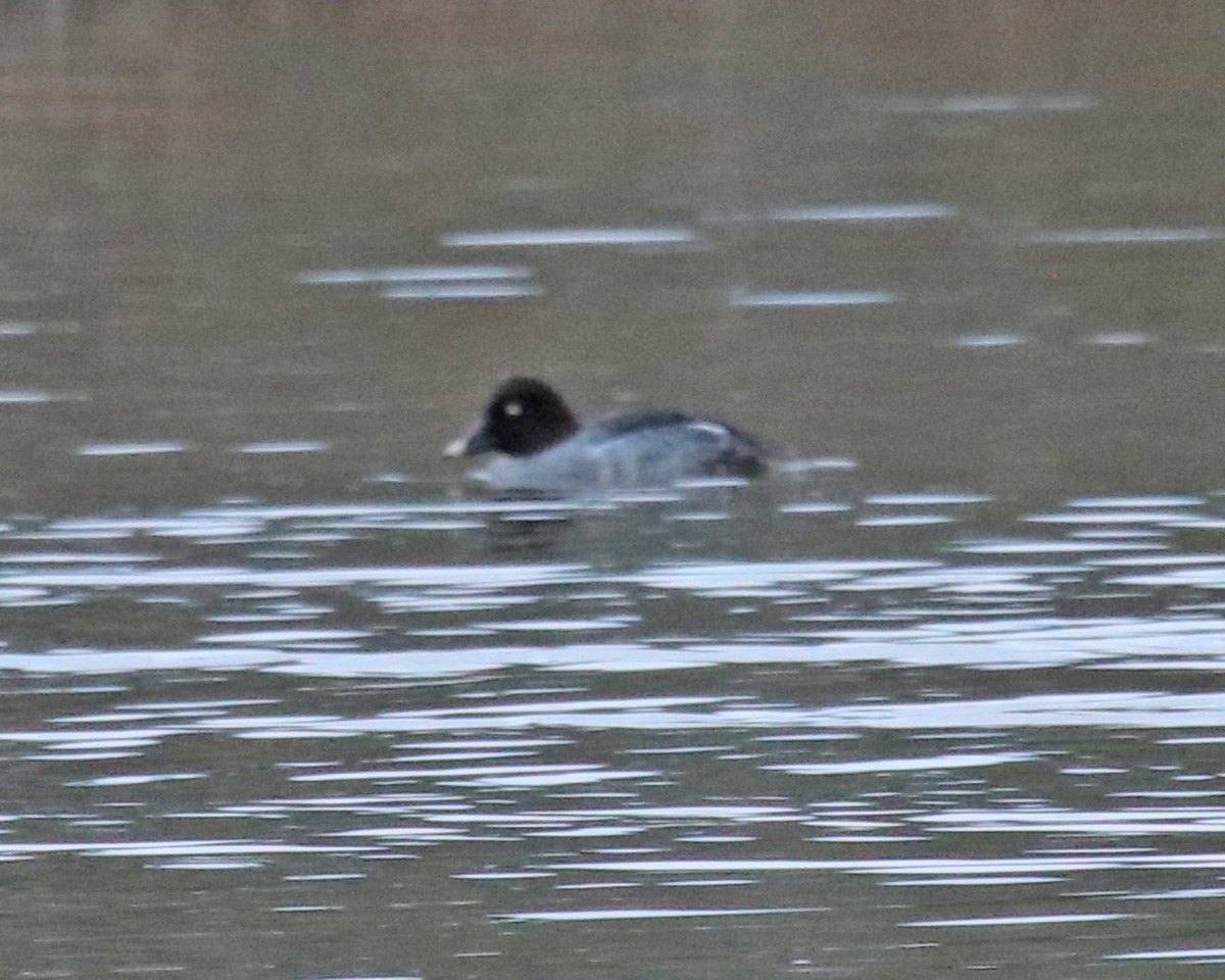Common Goldeneye - ML645937702