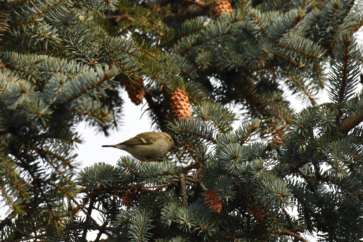 Hume's Warbler - ML645937703