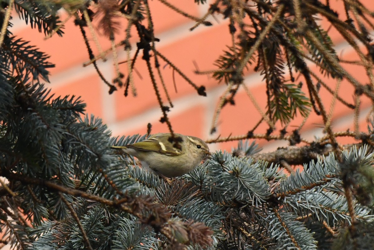 Hume's Warbler - ML645937704