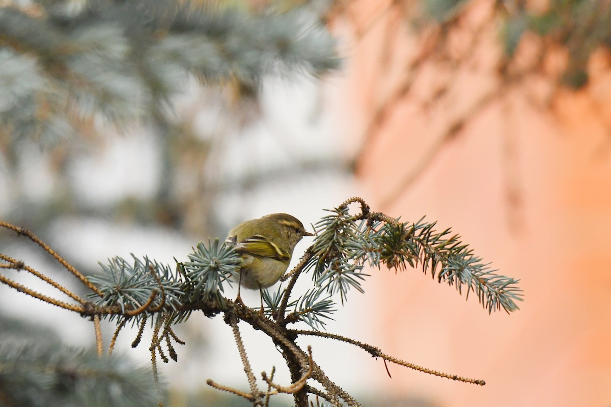 Hume's Warbler - ML645937705