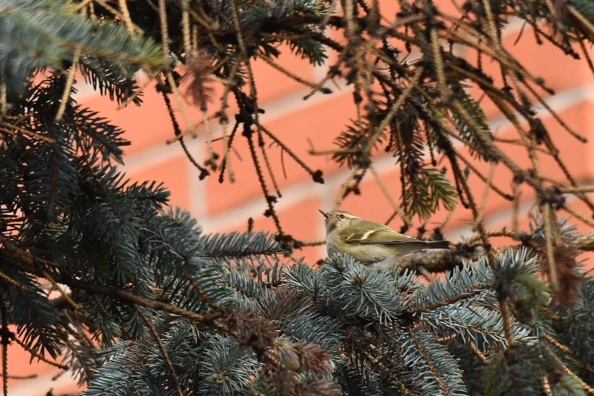 Hume's Warbler - ML645937706
