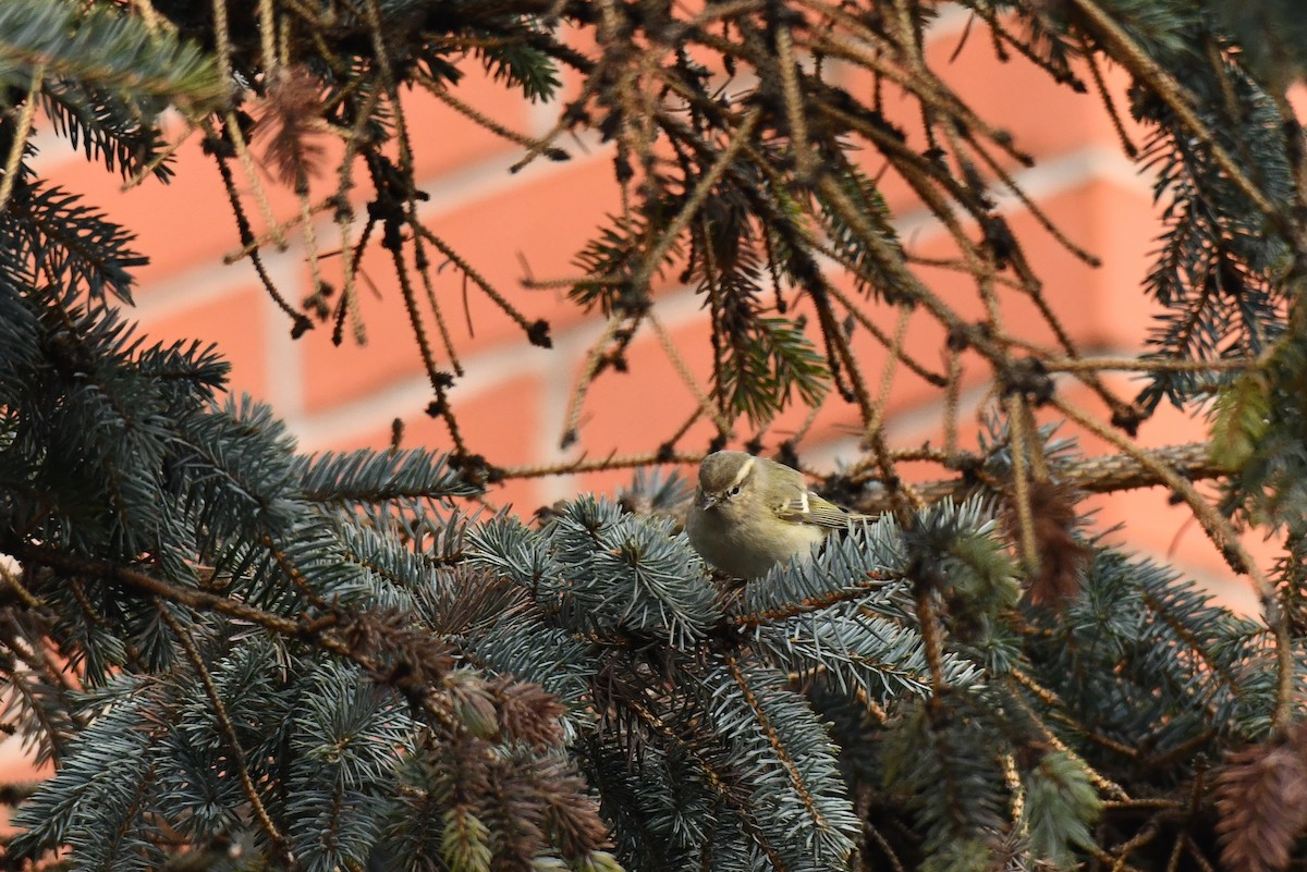 Hume's Warbler - ML645937707