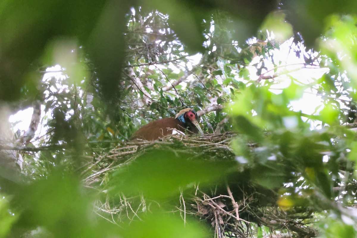 Madagascar Ibis - ML645937708