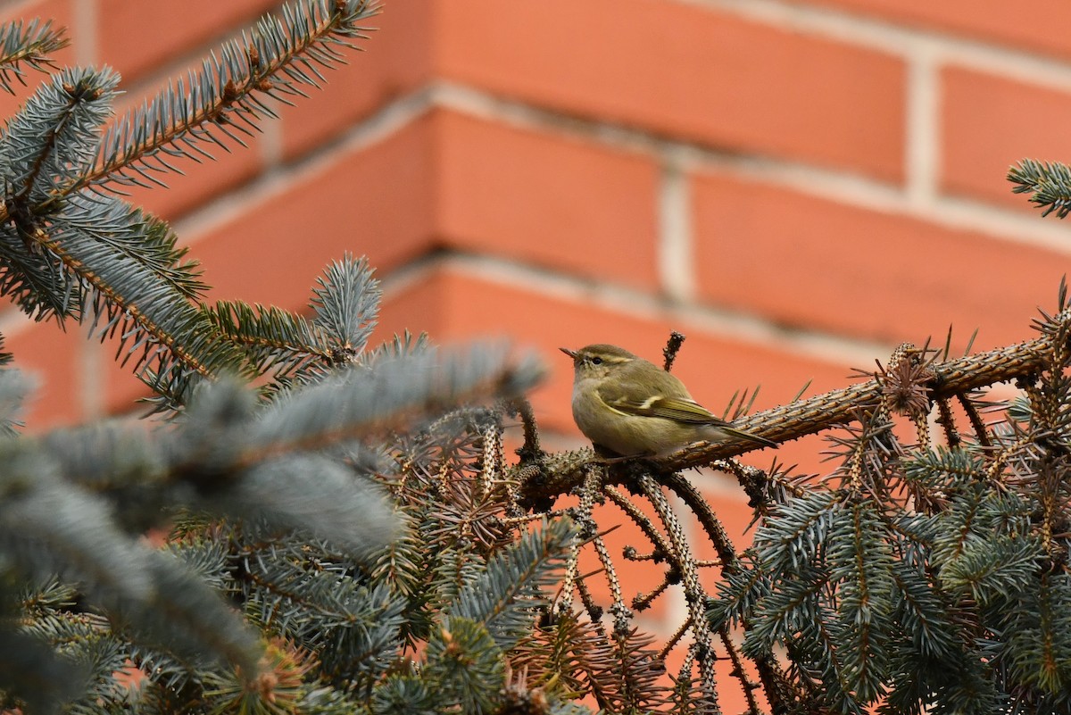 Hume's Warbler - ML645937709
