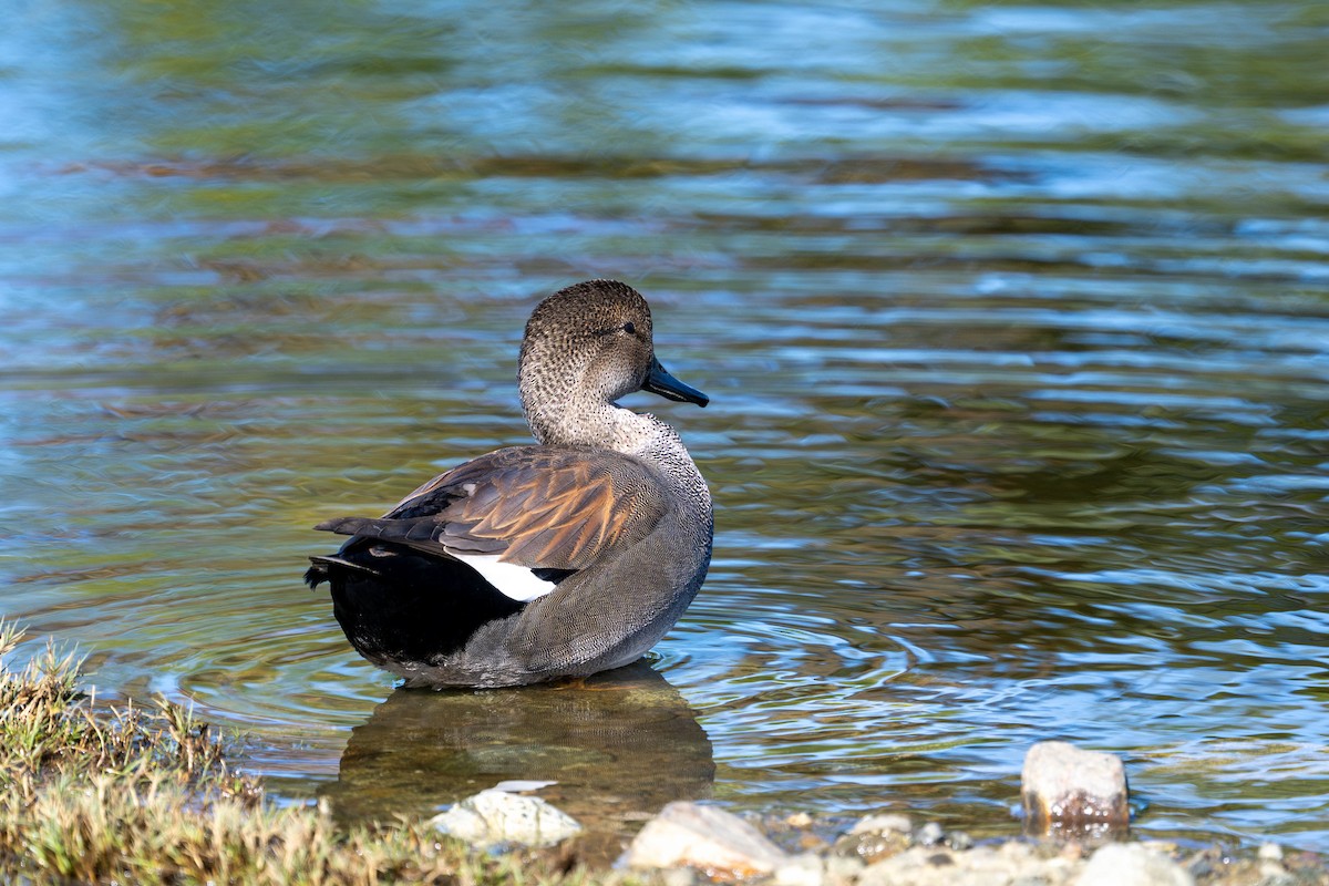 Gadwall - ML645937710
