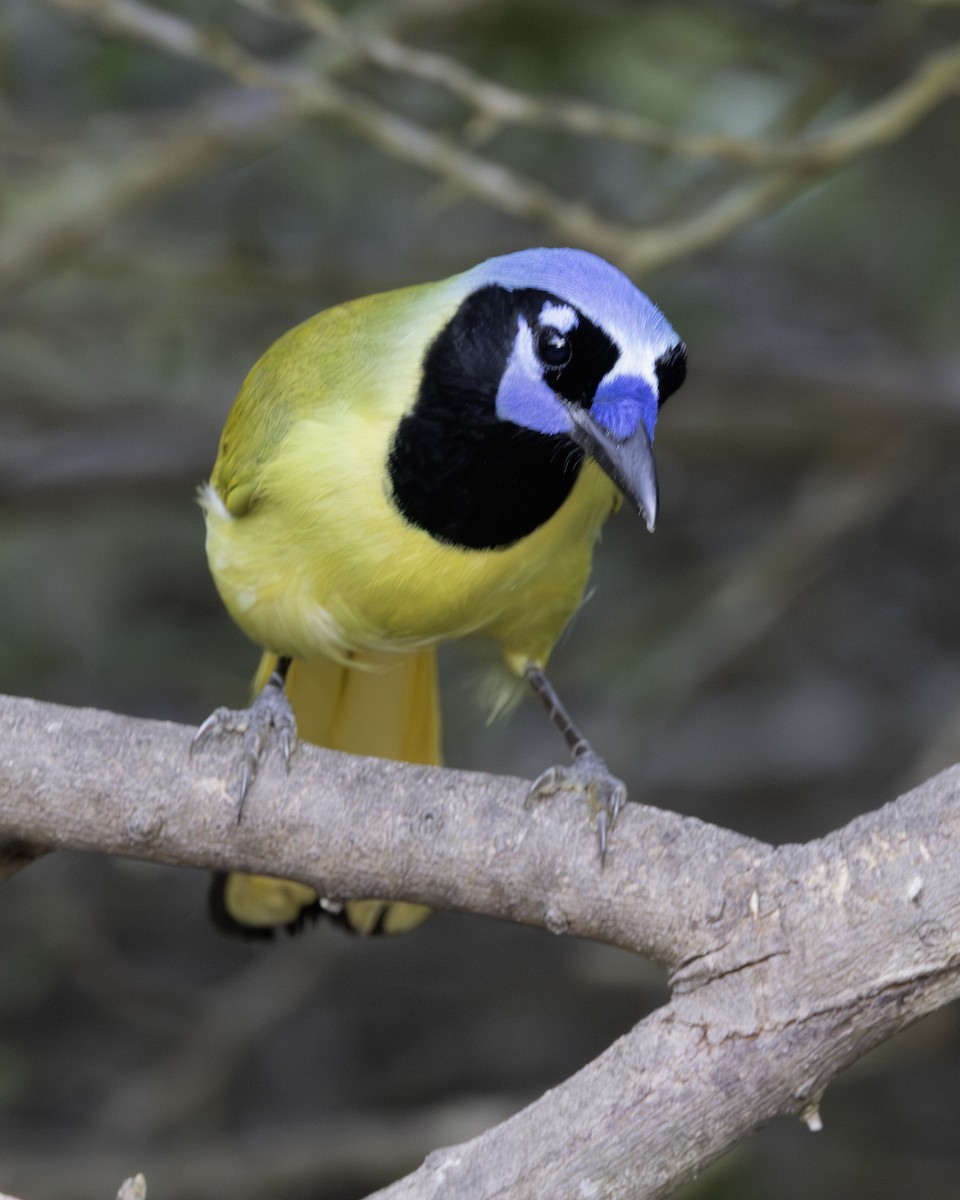 Green Jay - ML645937712