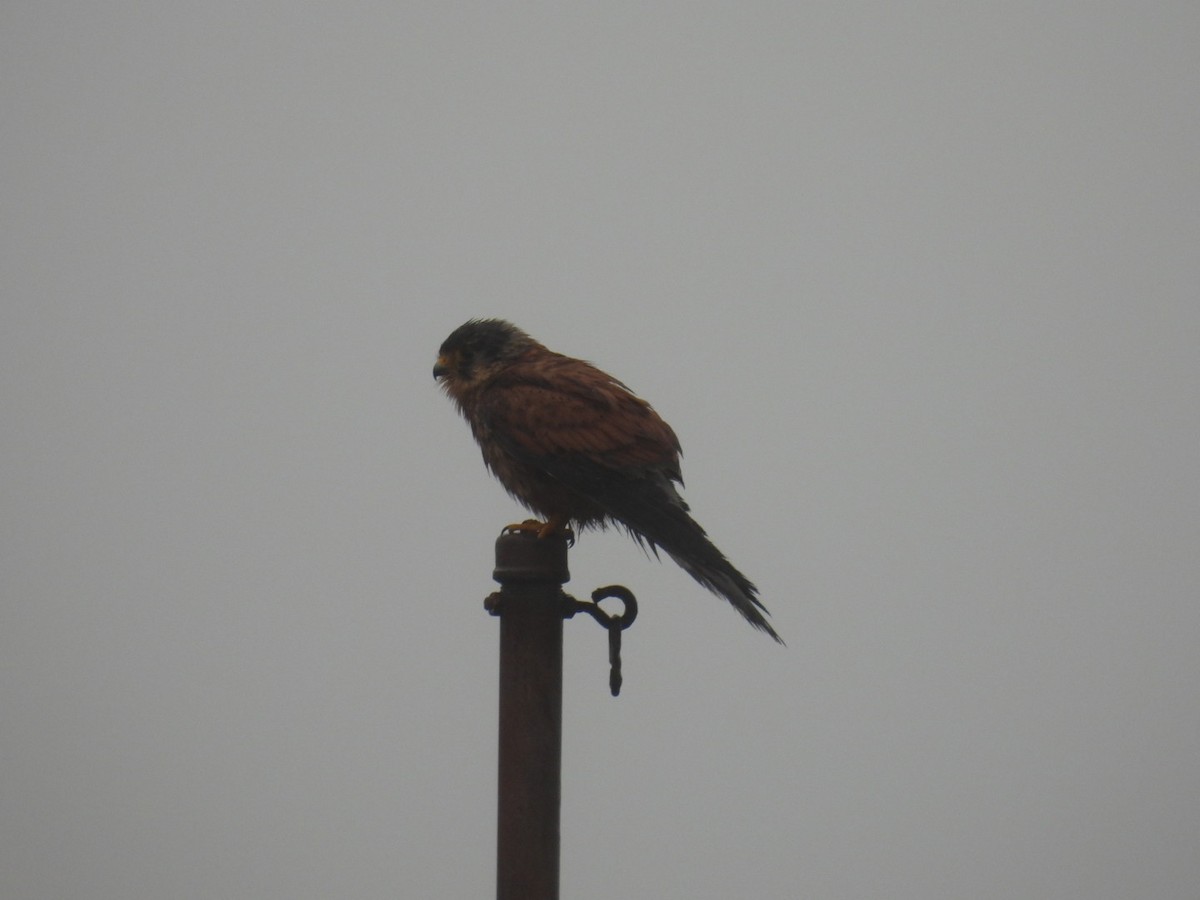 Eurasian Kestrel - ML645937713