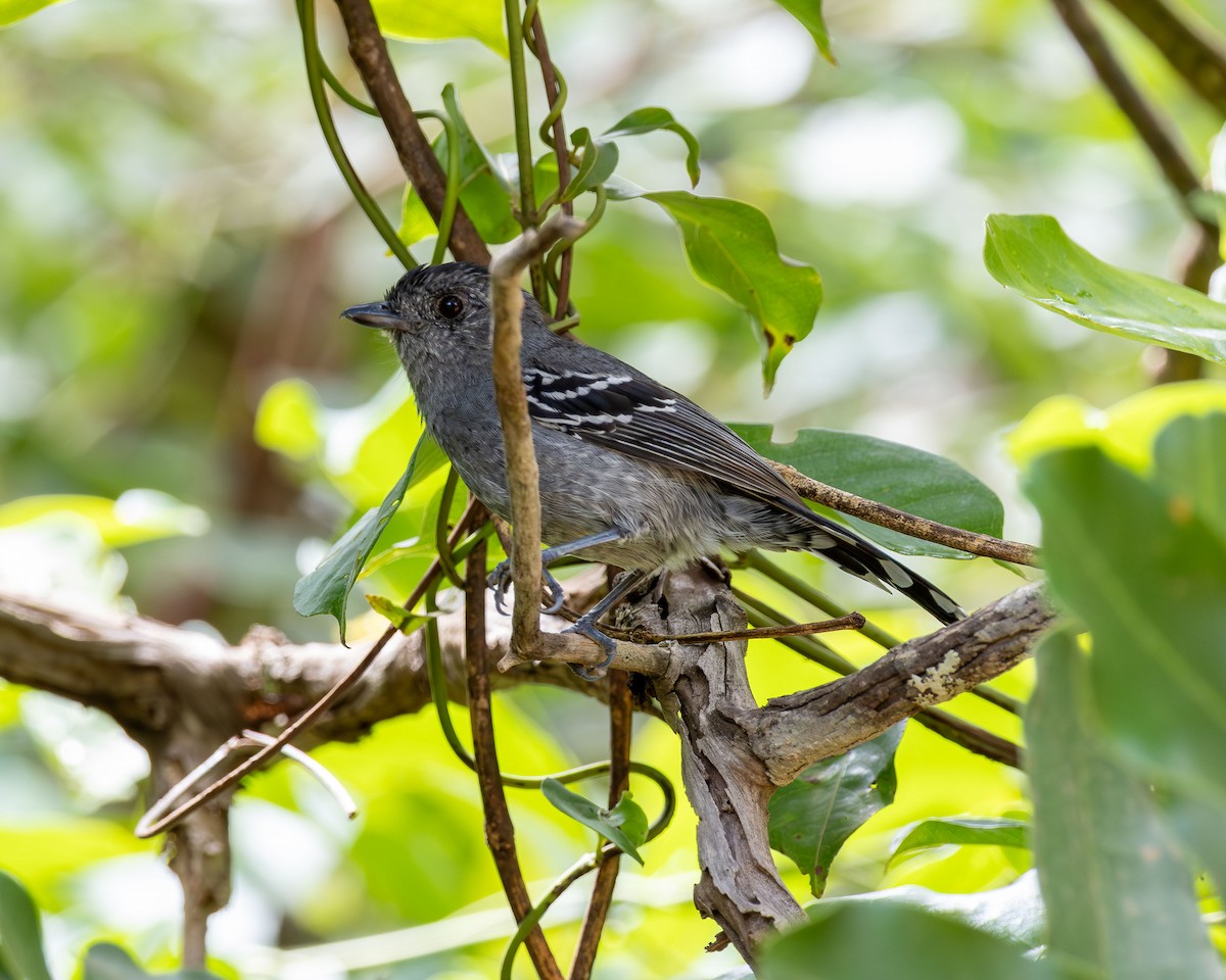 Variable Antshrike - ML645937714