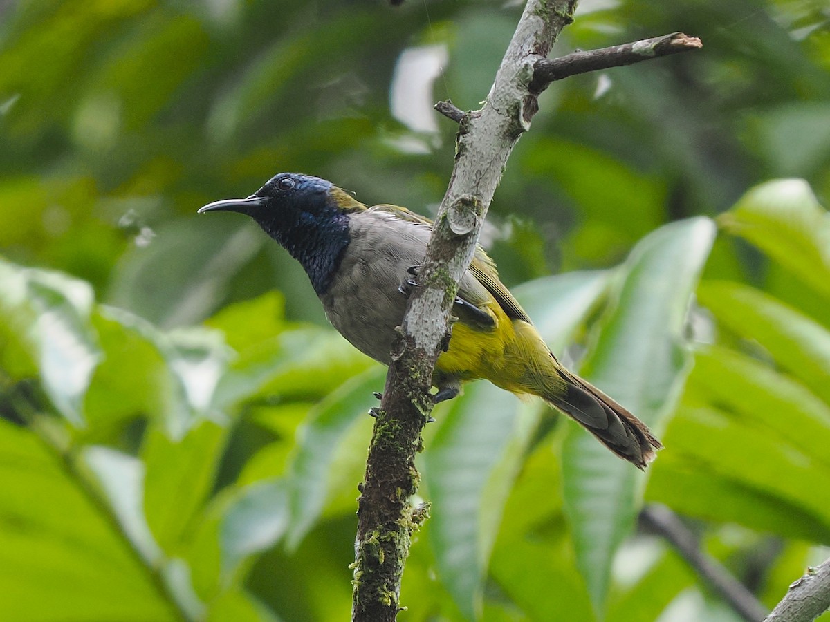 Reichenbach's Sunbird - ML645937715