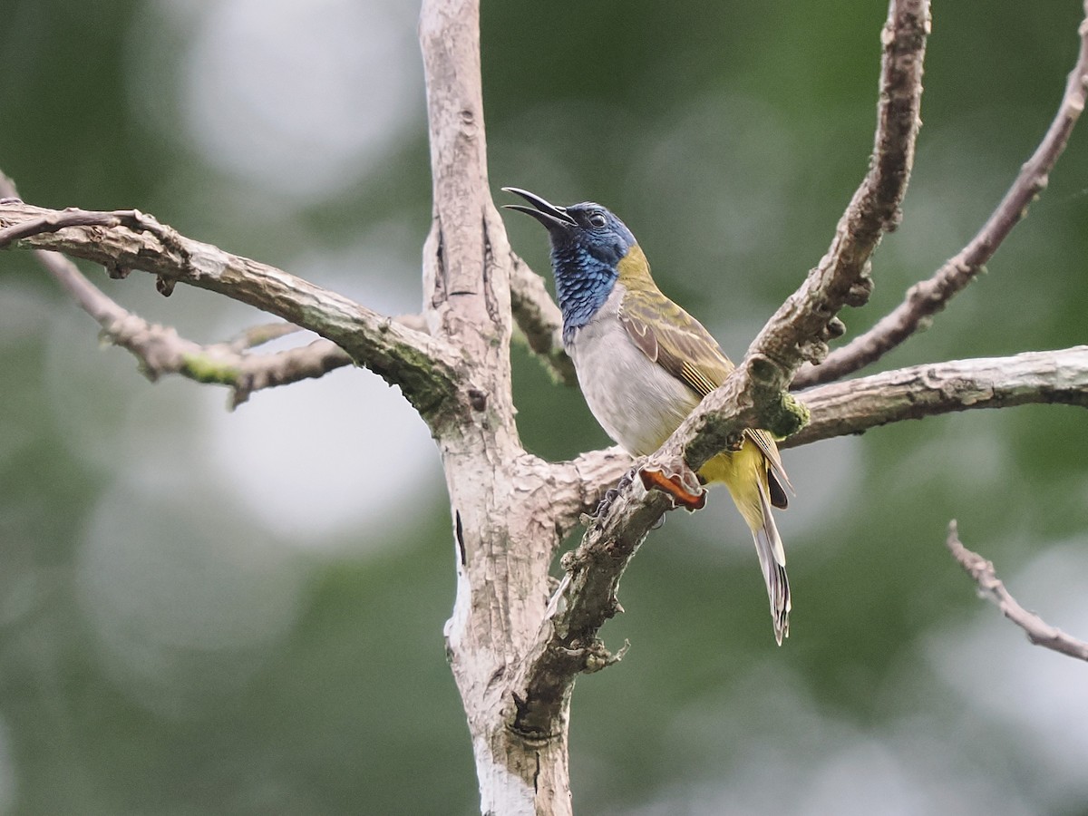 Reichenbach's Sunbird - ML645937716