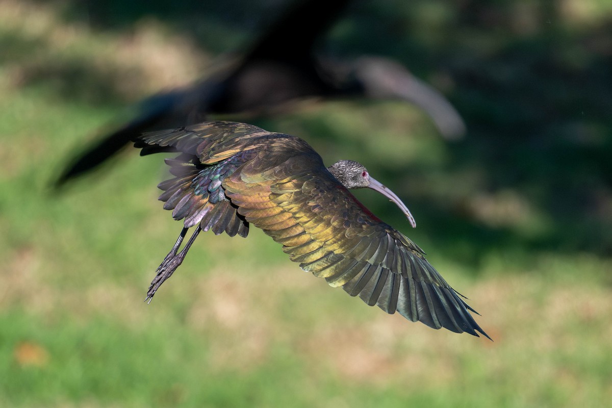 White-faced Ibis - ML645937717