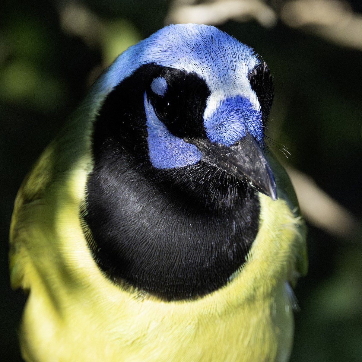 Green Jay - ML645937718