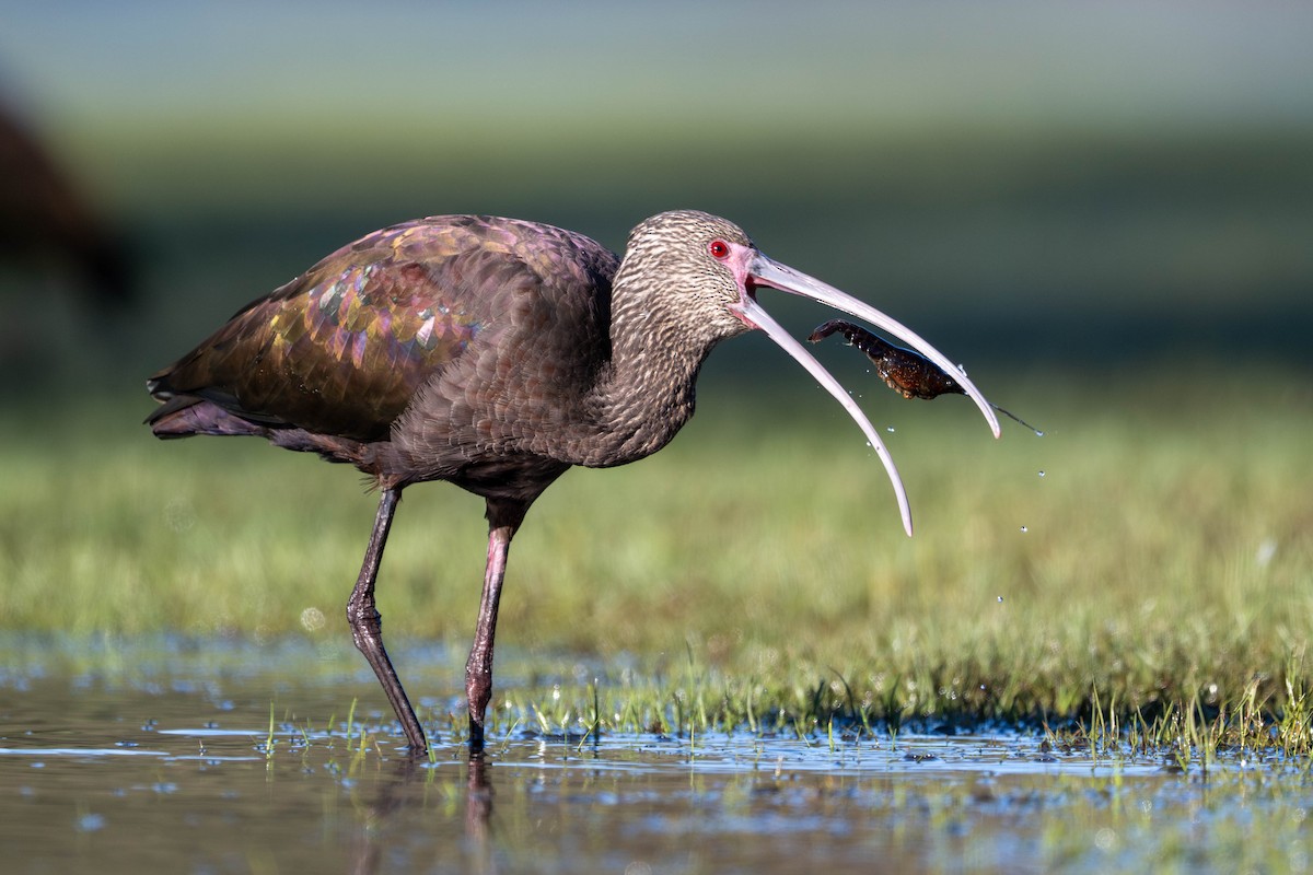 White-faced Ibis - ML645937719