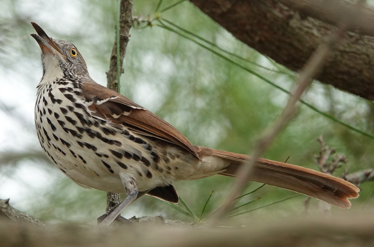Long-billed Thrasher - ML645937720