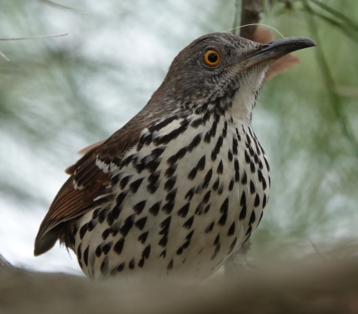 Long-billed Thrasher - ML645937721