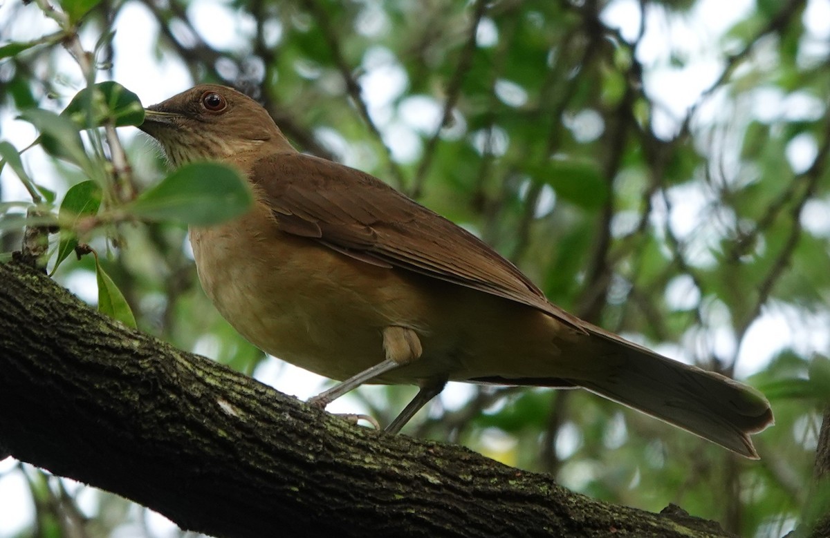 Clay-colored Thrush - ML645937722