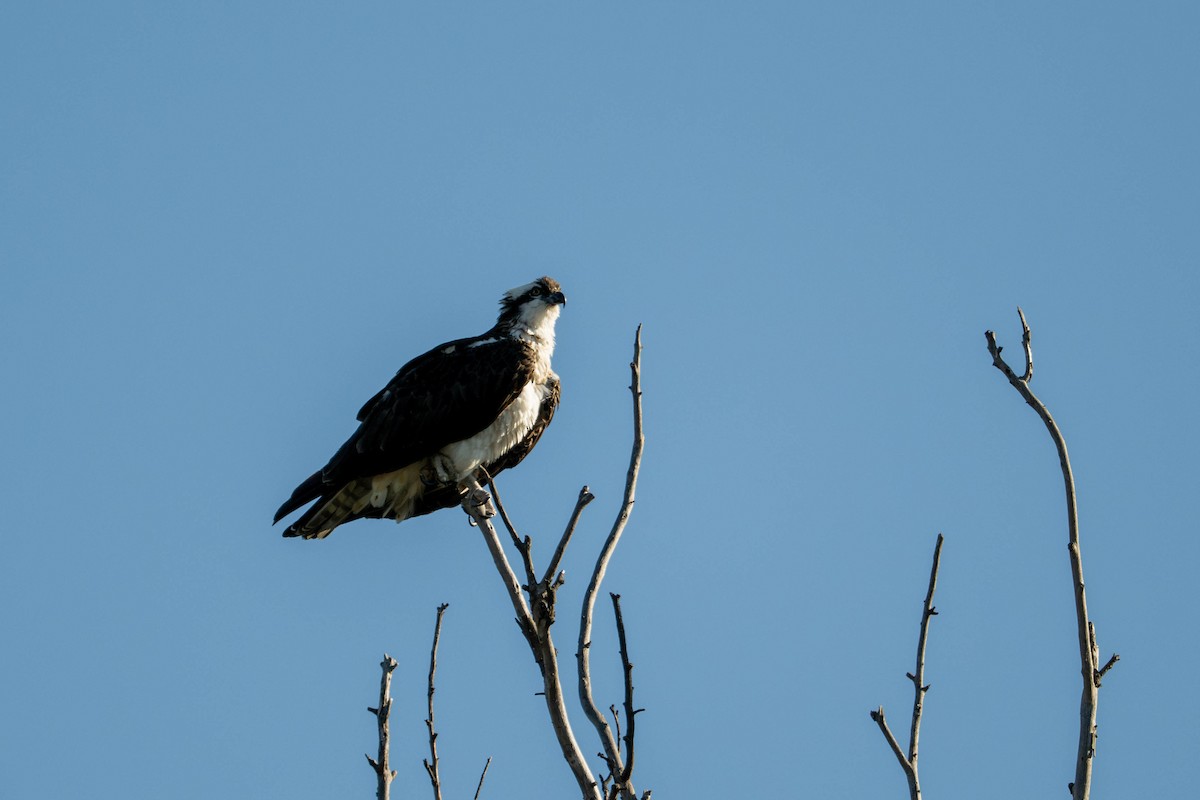Osprey - ML645937723