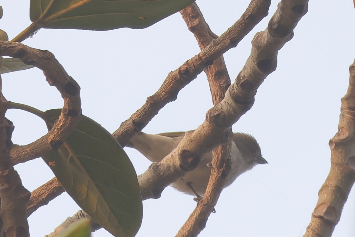 Thick-billed Flowerpecker - ML645937724