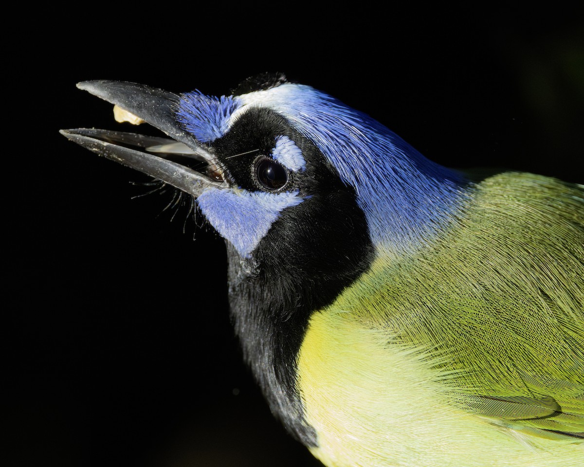 Green Jay - ML645937725