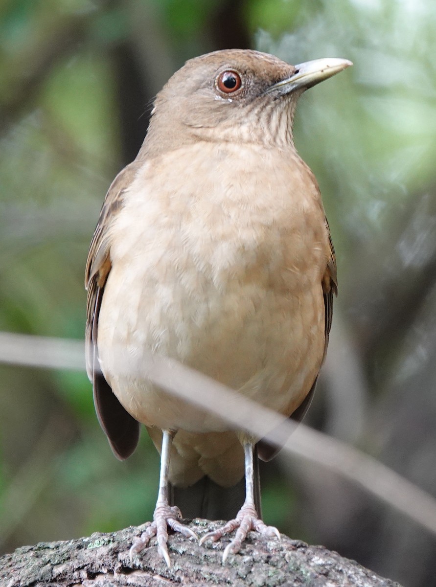 Clay-colored Thrush - ML645937726