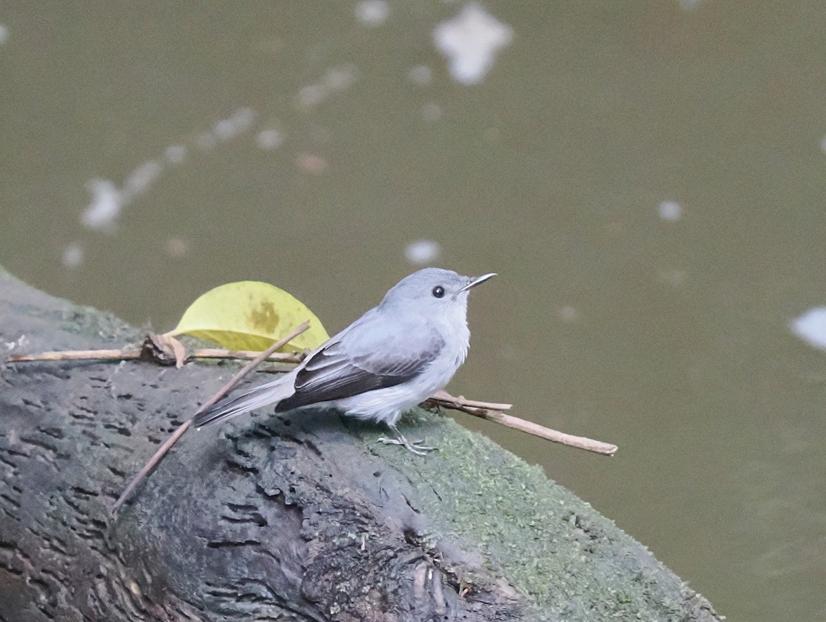 Cassin's Flycatcher - ML645937727