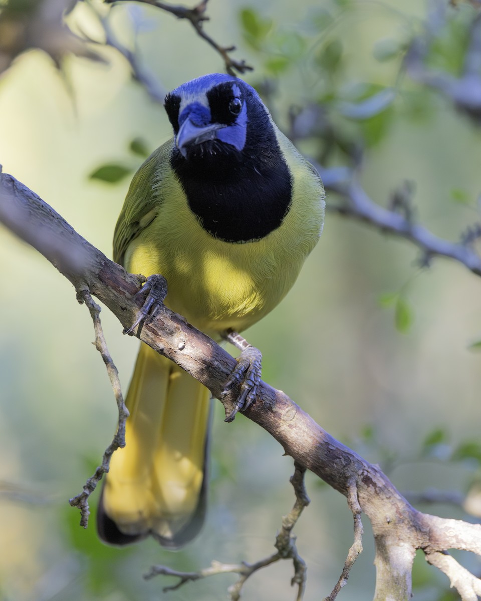 Geai vert - ML645937731