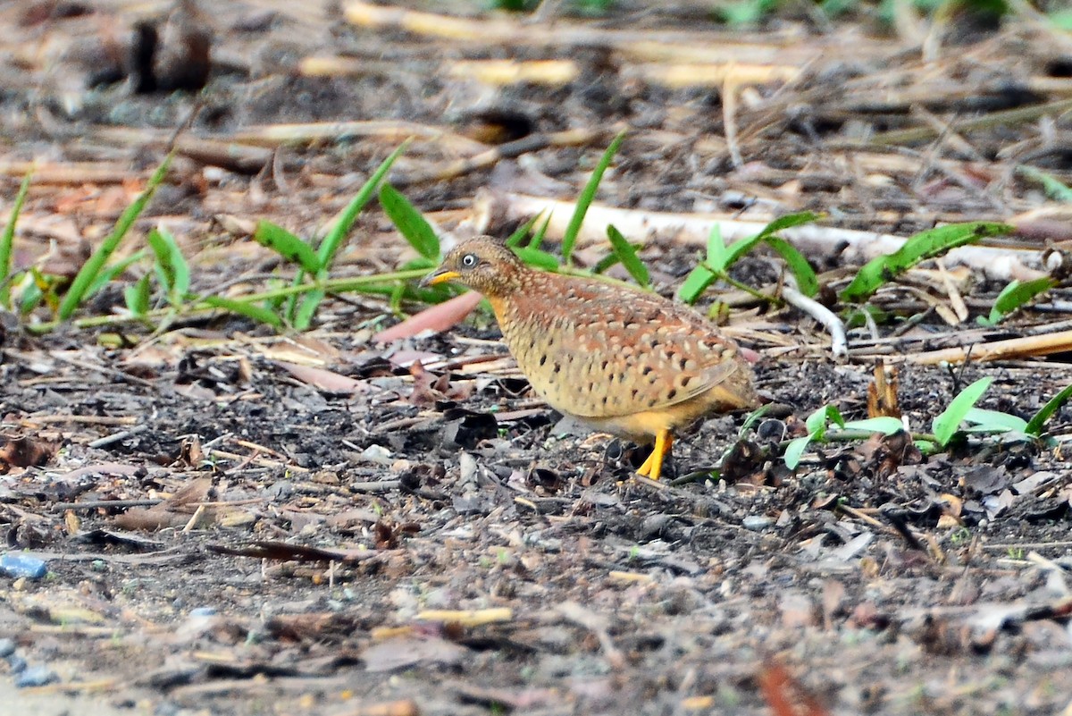 Yellow-legged Buttonquail - ML645937736